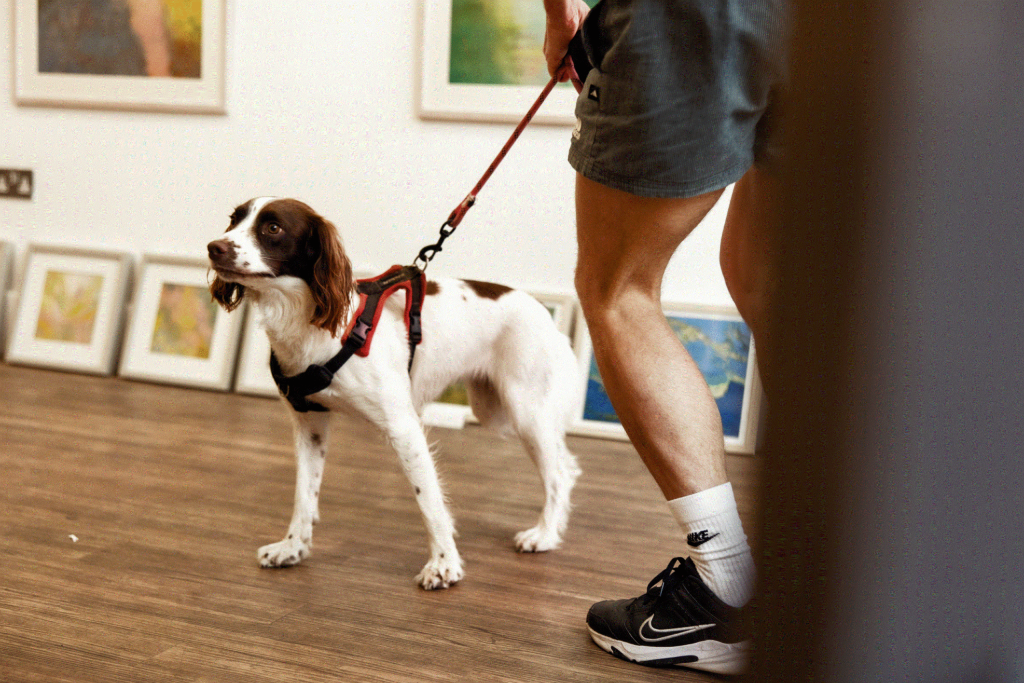 Dog on a leash in a gallery
